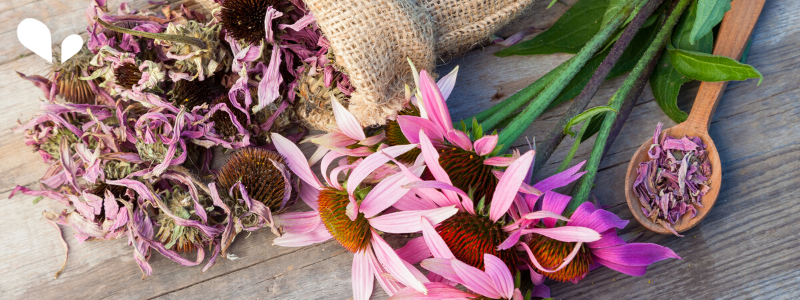 Echinacea