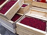 Flinndal Cranberry