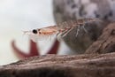 Wat is Krillolie? krill