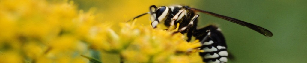 Tips tegen wespen en bij een wespensteek