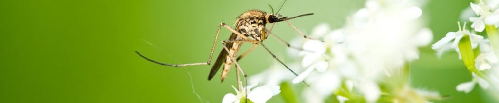 Waarom je wordt gestoken door muggen